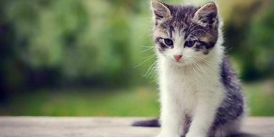 How Can Cats Benefit My Health?